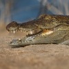 Krokodyl bahenni - Crocodylus palustris - Mugger Swamp Crocodile o1052